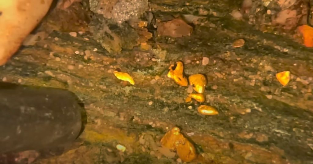 Tasmania gold sniping bedrock